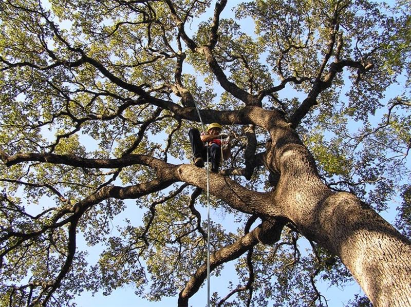 Keller Tree Service | Professional Tree Service in Keller, TX